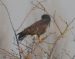 Buse variable | Buteo buteo | Common Buzzard